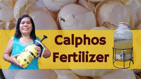 Calphos Fertilizer Homemade Fertilizer Secret In Gardening 2021 Youtube