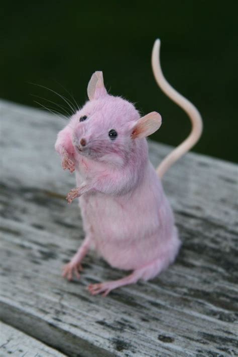 Reserved For Lorna Pink Dyed Taxidermy Mouse Anthropomorphic Etsy Taxidermy Anthropomorphic