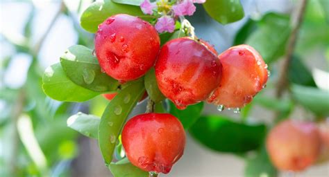 Saiba Como Plantar Acerola Pelo Caro O