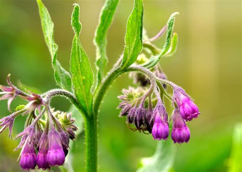 Beinwell Symphytum Officinale Pflanzen Kaufen G Rtnerei Gartenrot