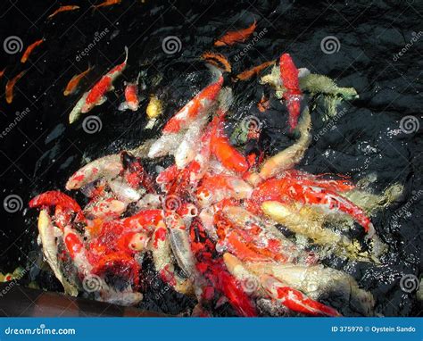 Feeding goldfish stock photo. Image of fish, eating, pond - 375970