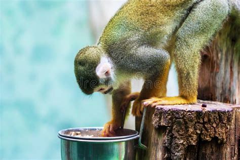 Common Squirrel Monkey Eating In Captivity Stock Photo - Image of ...