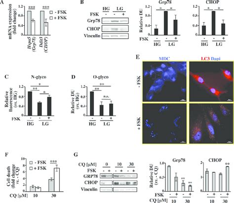 Pka Pathway Activation In Mda Mb 231 Cells Promotes Upr Attenuation And