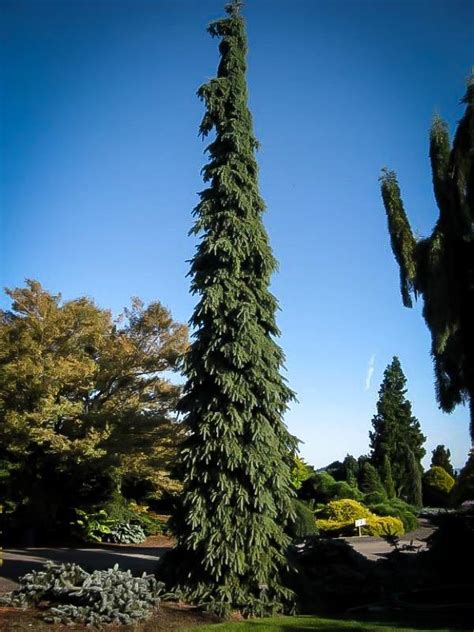 Plant Spotlight Weeping White Spruce All American Landscape Design