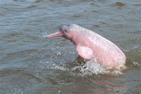 Wildlife, History and Adventure In the Amazon: Pink Dolphin Watching