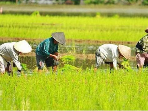 Tingkatkan Pertumbuhan Ekonomi Berau Sektor Pertanian Dan Perikanan