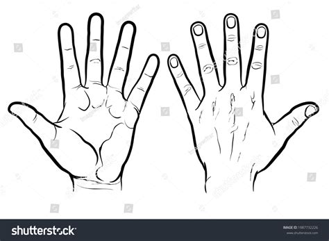 Front Back Hand Outline Version Flat Stock Vector (Royalty Free ...