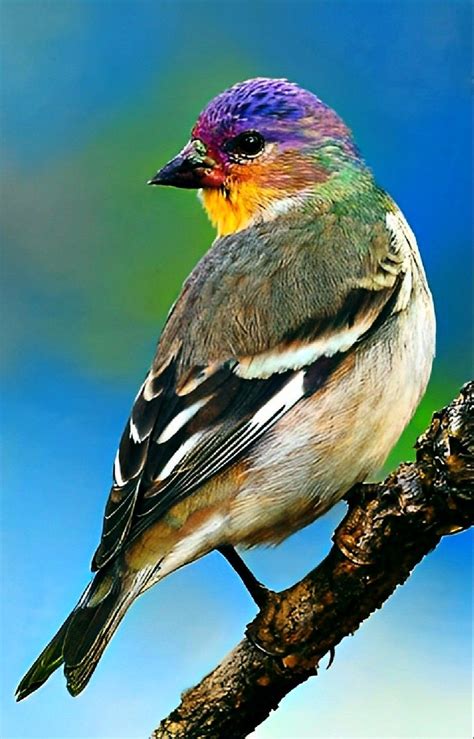 Pin by Maykos on 12.Exotiques Birds | Beautiful birds, Backyard birds ...