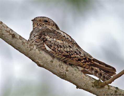 Common Nighthawk