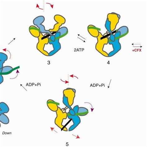 Dna Gyrase Supercoiling Catalytic Cycle In The Light Of Dna Gyrase Full Download Scientific