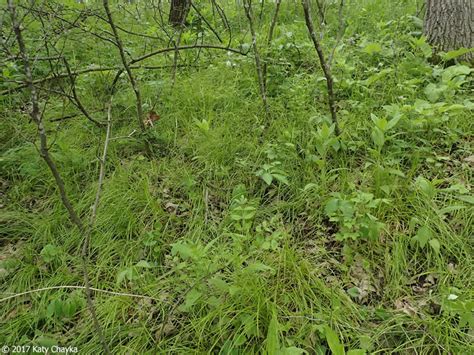 Carex Rosea Rosy Sedge Minnesota Wildflowers