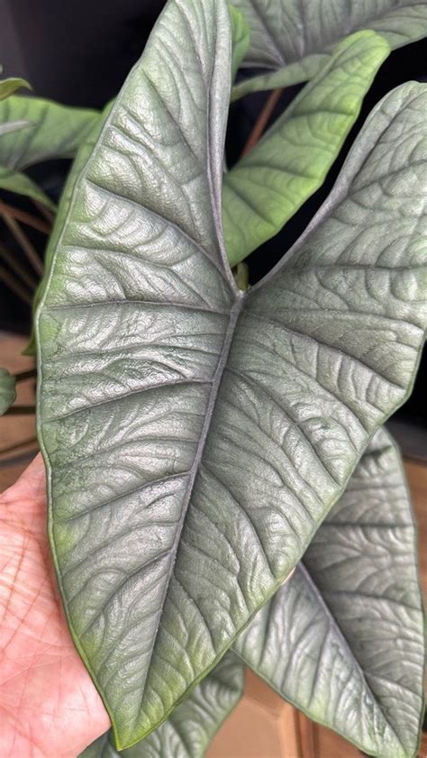 Alocasia Bisma Platinum Furniture Home Living Gardening Plants