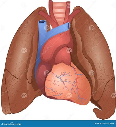 Heart And Lungs Stock Image - Image: 18293821