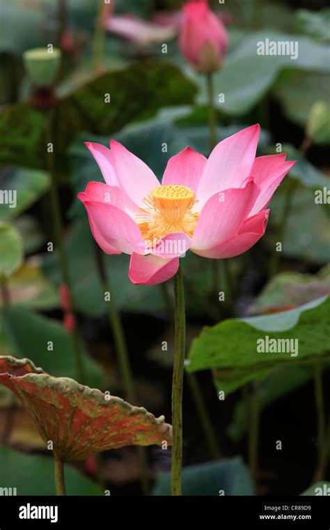 Indian Lotus Nelumbo Nucifera Flower Kota Kinabalu Sabah Malaysia