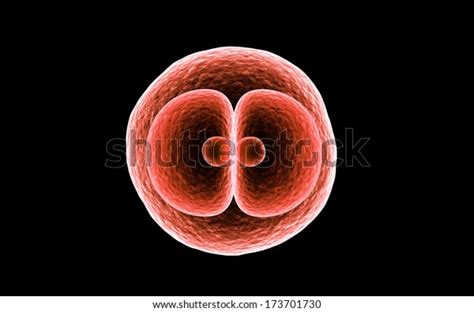 Zygote Cell Division Isolated On Dark Stock Illustration 173701730