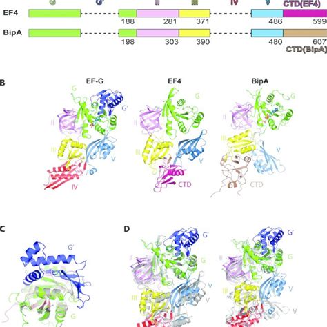 The Structure of a Mammalian Ribosome-Translocon Complex | Download Scientific Diagram