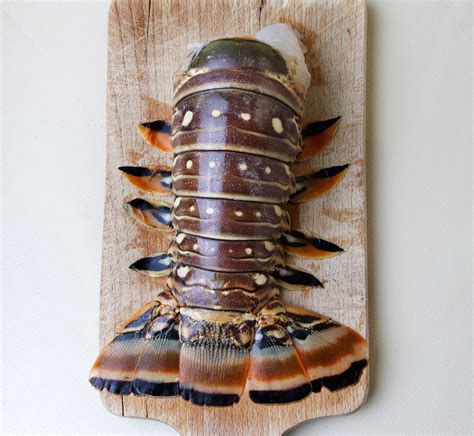 Spiny Lobster – Wild Ocean Direct