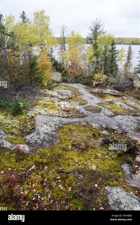 Boreal Forest Moss Hi Res Stock Photography And Images Alamy