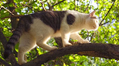 Why Do Cats Climb Trees I Pettable I ESA Experts