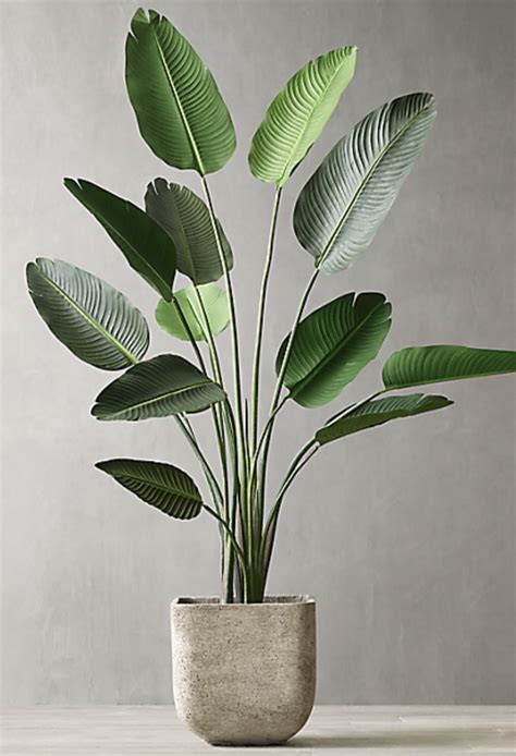 RH GRAND FAUX BIRD OF PARADISE TREE 6½ 345 Plant decor indoor