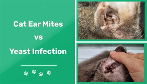 Cat Ear Mites vs Yeast Infection: Vet-Reviewed Differences (With ...