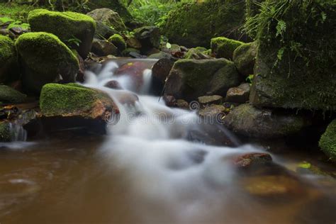 Small Stream In Forest Flowing Through Moss And Fern Covered Rocks