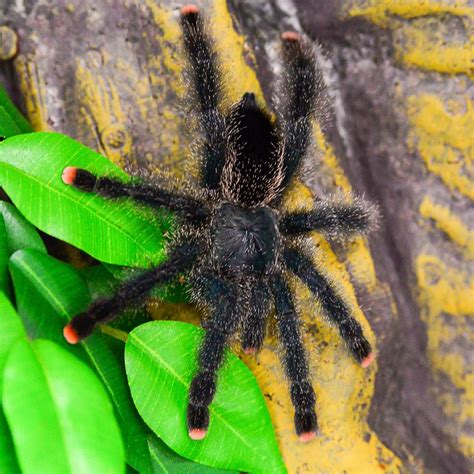 Pinktoe Tarantula | Tarantula, Pet tarantula, Spider