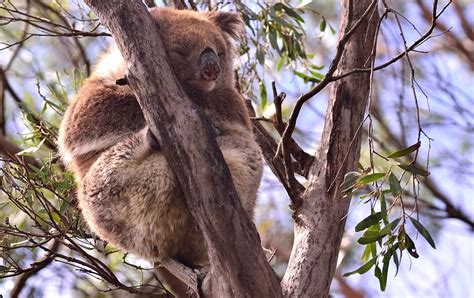 The Koalas of Kangaroo Island | Andrews Fabulous Travel Blog