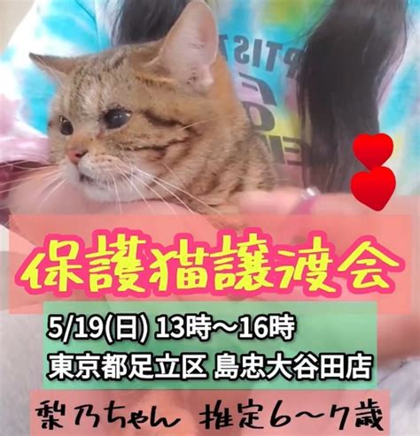 519日保護猫譲渡会島忠大谷田店 アメリカンショートヘア梨乃ちゃん ねこひげハウスのブログ