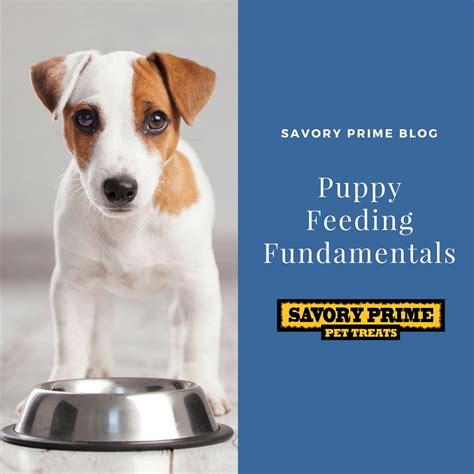 Puppy Feeding Fundamentals Savory Prime Pet Treats