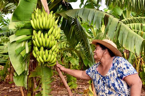 Senar Ms Fruticultora Aumenta Produtividade Organiza Administra O E