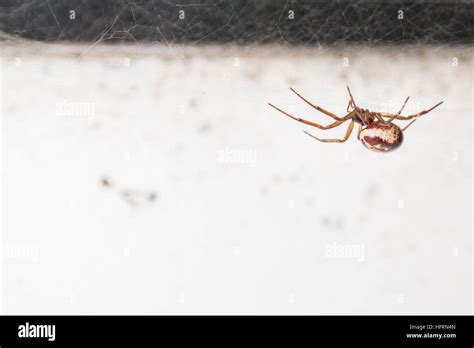 False widow spider uk hi-res stock photography and images - Alamy