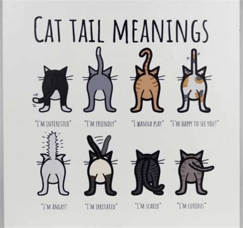 A Cool Guide To Interpreting A Cat S Tail R Coolguides