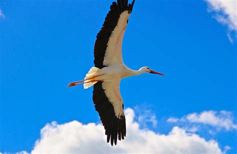 Birds of Prey at African Lion Safari | Toronto Teacher Mom