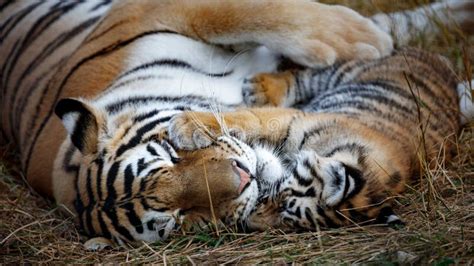 Cachorro Y Madre De Tigre Foto De Archivo Imagen De Madre 138327188