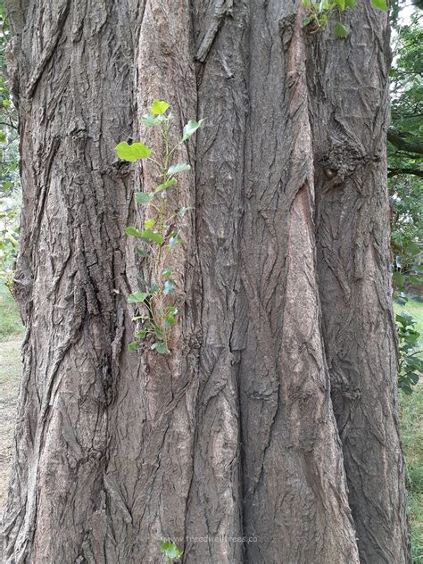 lombardy poplar tree 7