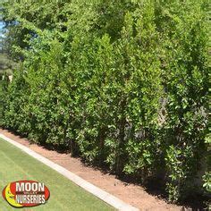 59 Laurel Hedges ideas | laurel hedge, hedges, garden design