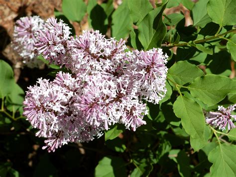 Dwarf Lilac Tree Care