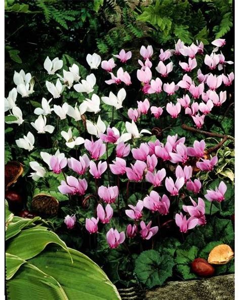 Cyclamens De Naples En M Lange Planter Bulbe Fleur Cyclamen De