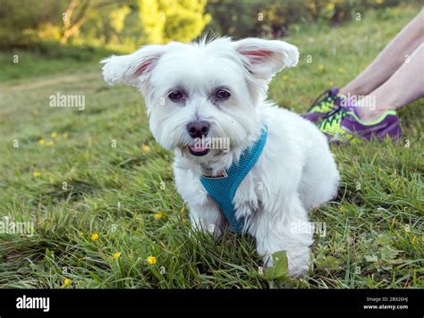 Is Maltese A Terrier