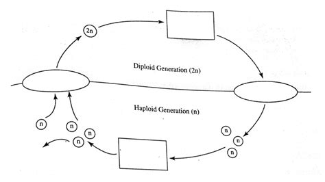 Alternation Of Generations Diagram Quizlet