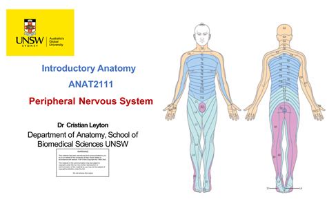 Week 4 Pns And Ans Week 4 Pns And Ans Introductory Anatomy Anat