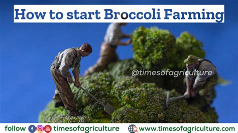 Broccoli Farming Guide - TIMES OF AGRICULTURE