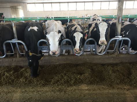 Feed Gates Dairy Cow Feeding Chinook Farm Innovations