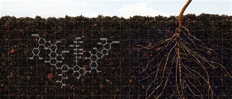 Humic Vs Fulvic Acids — Earthgreen Products