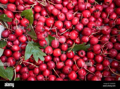 Haws Edible Hi Res Stock Photography And Images Alamy