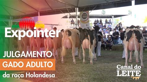 Expointer Julgamento Do Gado Adulto Da Ra A Holandesa Youtube