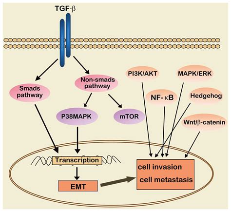 Cancer Signaling Pathways