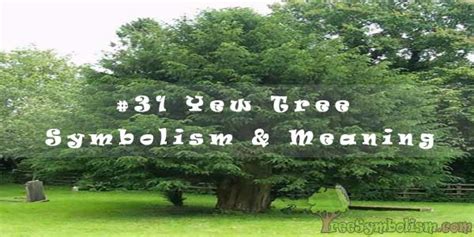 #31 Yew Tree – Symbolism & Meaning