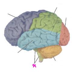 Neuroanatomy Exam Labeling Quizlet